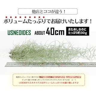 【楽天市場】【予約】【期間限定：通常より680円もお得！】【お買い物マラソン】【只今！増量中】おためし　ウスネオイデス [1束] 約40cm スパニッシュモス エアープランツ エアプランツ 観葉植物 ティランジア チランジア[ap]：リーベン　ヨーロッパの暮らしのサムネイル画像 7枚目