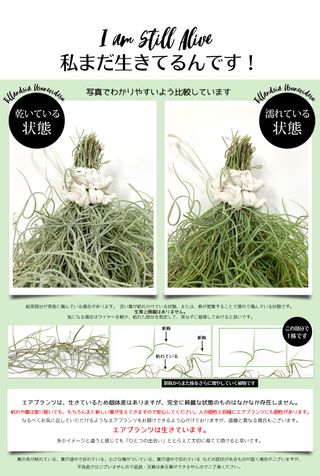 【楽天市場】【予約】【期間限定：通常より680円もお得！】【お買い物マラソン】【只今！増量中】おためし　ウスネオイデス [1束] 約40cm スパニッシュモス エアープランツ エアプランツ 観葉植物 ティランジア チランジア[ap]：リーベン　ヨーロッパの暮らしのサムネイル画像 13枚目