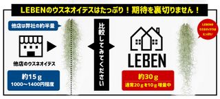 【楽天市場】【予約】【期間限定：通常より680円もお得！】【お買い物マラソン】【只今！増量中】おためし　ウスネオイデス [1束] 約40cm スパニッシュモス エアープランツ エアプランツ 観葉植物 ティランジア チランジア[ap]：リーベン　ヨーロッパの暮らしのサムネイル画像 2枚目