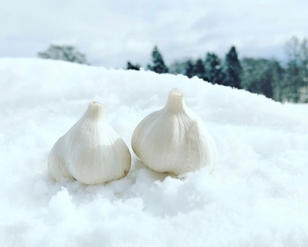 北海道 富良野産 にんにくの画像