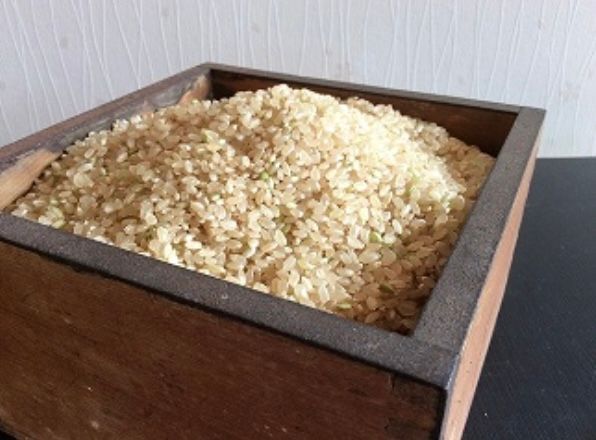  魚沼産コシヒカリ 玄米 5kgの画像