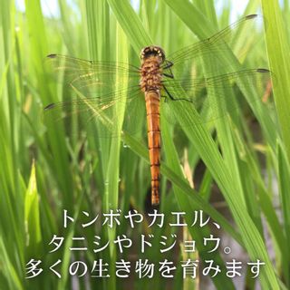 有機栽培米つや姫3kgの画像 3枚目