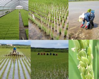 石山農園ササニシキ無農薬白米 5kg 有限会社石山農産（石山 範夫）のサムネイル画像 2枚目