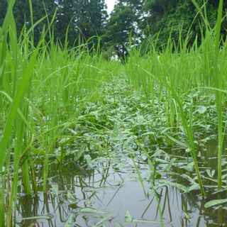 青森県産米まっしぐら無農薬5kgの画像 2枚目