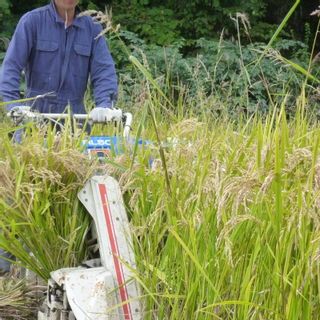 青森県産米まっしぐら無農薬5kgの画像 3枚目