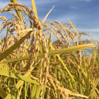 あきたこまち胚芽米 5kg 水菜土農園のサムネイル画像 2枚目