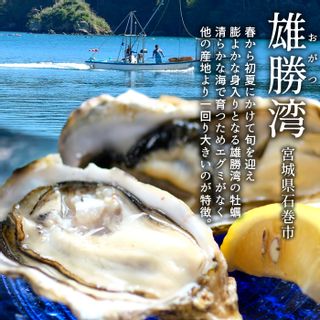 三陸雄勝湾　生牡蠣　L　8個 海遊のサムネイル画像 4枚目