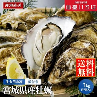 宮城三陸産 生食用　冷凍 殻付き牡蠣 1kgの画像 1枚目