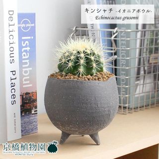 【イオニアボウルL/グレー】サボテン 金鯱（キンシャチ） 花のアリマツのサムネイル画像 1枚目