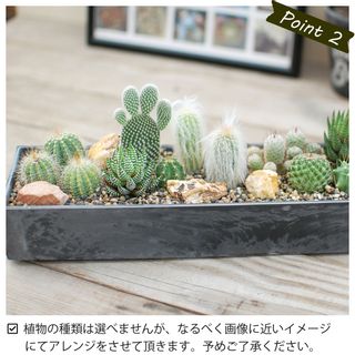 サボテン 多肉植物　サボテンジオラマ / Plastic Pot レクトＬ SabotenStyleのサムネイル画像 3枚目