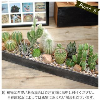 サボテン 多肉植物　サボテンジオラマ / Plastic Pot レクトＬ SabotenStyleのサムネイル画像 4枚目