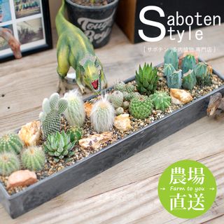 サボテン 多肉植物　サボテンジオラマ / Plastic Pot レクトＬ SabotenStyleのサムネイル画像 1枚目