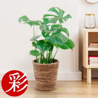 選べる6号鉢　観葉植物　モンステラの画像 1枚目