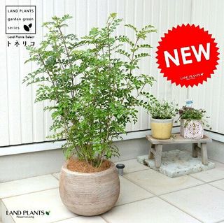 シマトネリコ（株立ち）テラコッタラウンド型 LAND PLANTS（ランドプランツ）のサムネイル画像