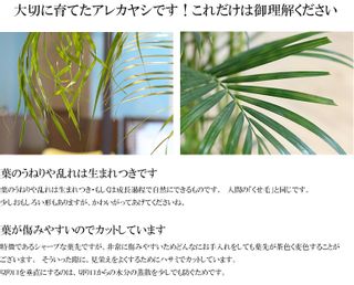 アレカヤシ　10号鉢 株式会社フロンティアのサムネイル画像 3枚目