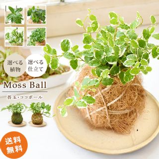 苔玉・ココボール（陶器受け皿付）の画像 1枚目