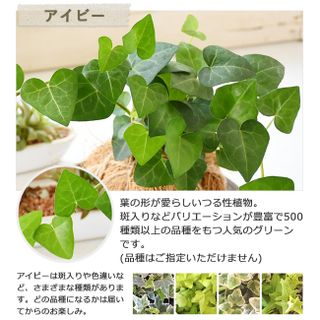 苔玉・ココボール（陶器受け皿付） 株式会社丸文材木店のサムネイル画像 4枚目