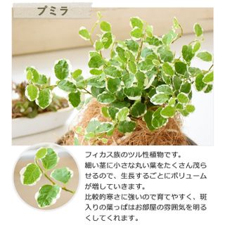 苔玉・ココボール（陶器受け皿付）の画像 2枚目