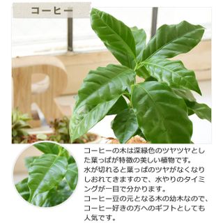 苔玉・ココボール（陶器受け皿付）の画像 3枚目