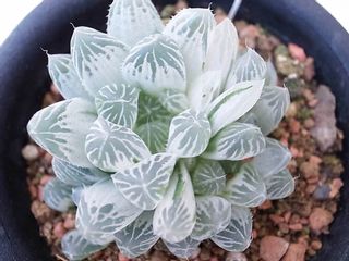 ハオルチア アイススプラウトの画像 2枚目