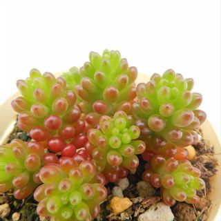 セダム レッドベリーの画像 1枚目