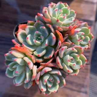 エケベリア属 七福美尼の画像 1枚目