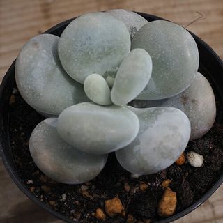 パキフィツム属 オビフェルム の画像 3枚目