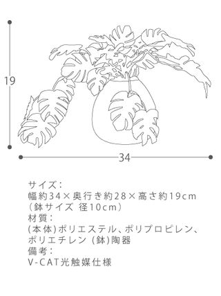 モンステラミニ 株式会社エア・リゾームのサムネイル画像 3枚目