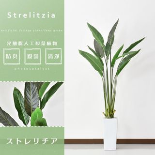 ストレチリアの画像 2枚目