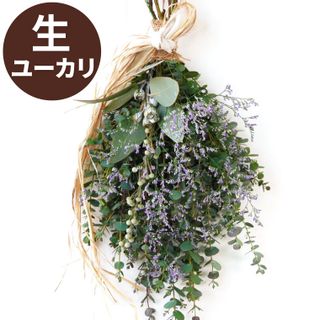 ユーカリスワッグ 横浜花まりかのサムネイル画像 1枚目