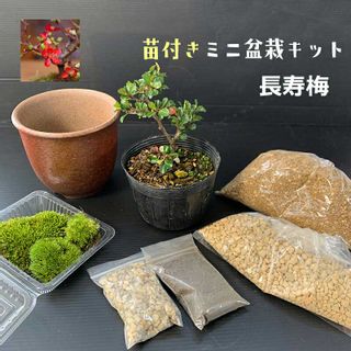 苗付きミニ盆栽キット　長寿梅 みどり屋　和草のサムネイル画像