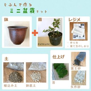 苗付きミニ盆栽キット　長寿梅 みどり屋　和草のサムネイル画像 2枚目