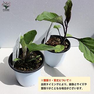 すずなりとげ無しなす苗(中長ナスタイプ)　【野菜苗 10.5cmポット自根苗/2個セット】 株式会社ITANSE（イタンセ）のサムネイル画像 2枚目