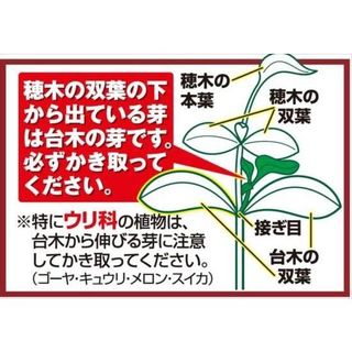 接木F1豊産あま娘 2株 ミニトマト苗 国華園のサムネイル画像 2枚目