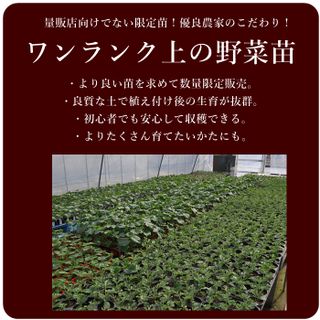 【予約】【広島の野菜苗】エダマメ 枝豆 おつなひめ 実生苗 1POTの画像 3枚目