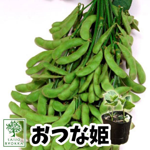 【予約】【広島の野菜苗】エダマメ 枝豆 おつなひめ 実生苗 1POTの画像