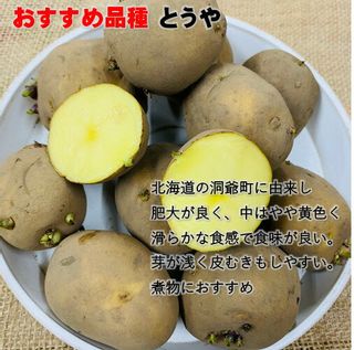 じゃがいも 種芋 3kg　M、Lサイズ 荒川種苗株式会社のサムネイル画像 3枚目