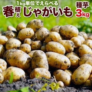 じゃがいも 種芋 3kg　M、Lサイズの画像 1枚目