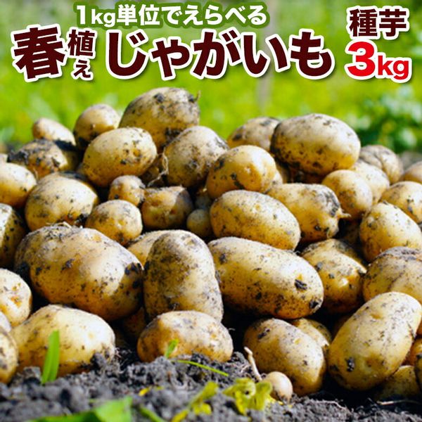 じゃがいも 種芋 3kg　M、Lサイズの画像