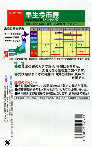 早生今市かぶ 野口のタネ/野口種苗研究所のサムネイル画像 2枚目