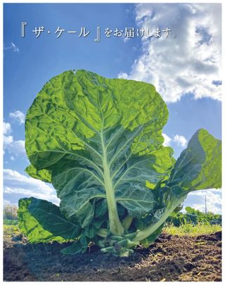 ザ・ケール キューサイのサムネイル画像 4枚目