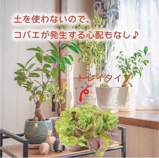 家庭菜園キット 私の畑 サニーレタス みのるセレクションのサムネイル画像 3枚目