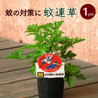 蚊連草の画像 1枚目