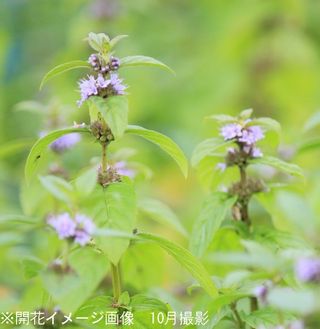 日本ハッカ 9cmポット苗 2ポットセット 紫桜館  山の花屋のサムネイル画像 1枚目