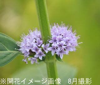 日本ハッカ 9cmポット苗 2ポットセット 紫桜館  山の花屋のサムネイル画像 2枚目