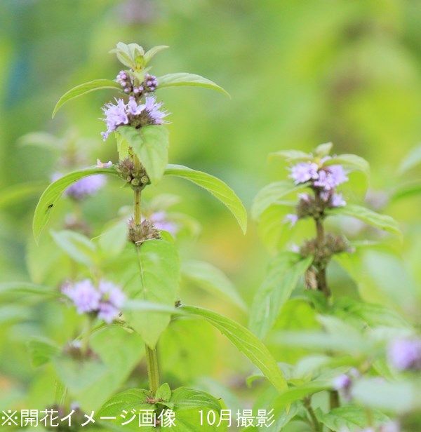 紫桜館  山の花屋