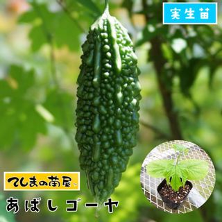 ゴーヤ苗 あばしゴーヤ 実生苗 9cmポットの画像 1枚目