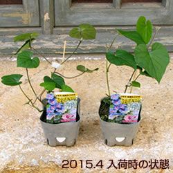 琉球朝顔 宿根アサガオ ケープタウンブルー 3.5号 花苗の画像 3枚目