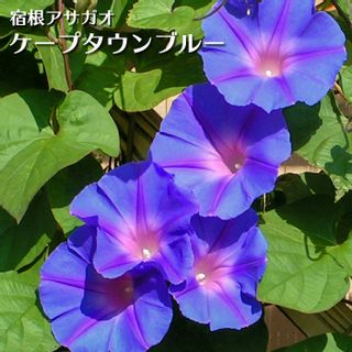 琉球朝顔 宿根アサガオ ケープタウンブルー 3.5号 花苗 花苗園芸店なごみのサムネイル画像