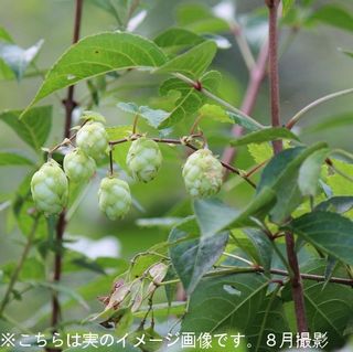 山のホップ 10.5cmポット苗5ポットセット　 紫葉園のサムネイル画像 1枚目